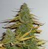 day55-bud-ak.jpg