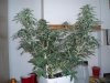 3 weeks 12-12 001.jpg