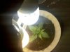 Plant 1 Day 7.jpg