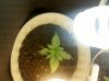 Plant 2 Day 7.jpg