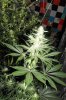 5th week of flowering 017.jpg