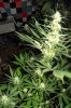 5th week of flowering 023.jpg