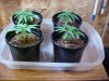 HempWarpReady to water 4_8.JPG