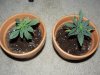 Plants B and C at 3 weeks.jpg