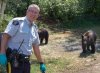 bear-guarding-cannabis-fields.jpg