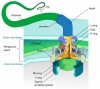 The%20Flagellum%27s%20Structure%20%28Large%29.jpg