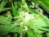 Bubba Kush cola's (5).jpg