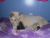 navas pups 001.jpg