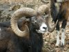 Mouflon_head_shot.jpg