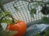 Tomatoes getting along fine.jpg