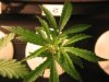 4-10-2008 Plant2Pic1.JPG