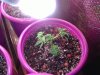 S_IMAG0499.jpg