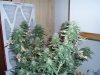 36 Days of flowering 004.jpg