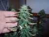 36 Days of flowering 001.jpg