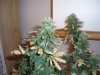 36 Days of flowering 002.jpg