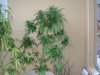 36 Days of flowering 013.jpg