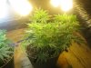 Day 46 - Plant 1.jpg