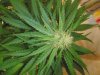 RockLock Flower day 30 (5).jpg