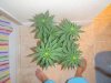 RockLock day 14 flower (3).jpg