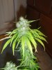 RockLock Flower day 49 (1).jpg