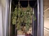 Hanging Plants 4_11.JPG