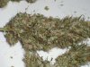 PPPf Harvest dried buds.JPG