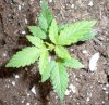 plant 3 - 3 weeks 1.JPG