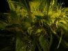 seeds02.jpg