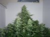 early skunk 39 days flower 001.JPG