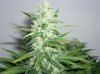 early skunk 39 days flower 005.JPG