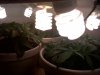 grow box 9-27.jpg