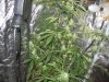 day 52 flowering 007.jpg