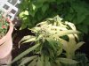 46 days flower 020.jpg