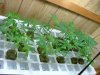 TGA grow005.jpg