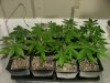 TGA grow017.jpg