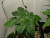 TGA grow022.jpg