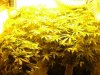 TGA grow006.jpg