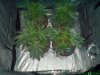 4 weeks veg 5 days of flower 002.jpg