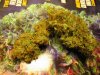 lemon skunk curing 006.jpg