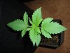DSC08458.jpg