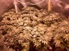 Platinum Bubba Kush 076.jpg