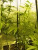 Afghan Widow (L) & Blue Cheese (R).jpg