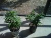 IMG00122-20101017-1502.jpg