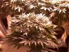 Platinum Bubba Kush 036.jpg