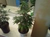 IMG00145-20101023-1744.jpg