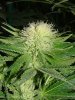 TGA 3 weeks flower009.jpg