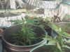 first cfl grow 007.jpg