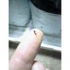 bug!.jpg