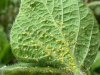 Soybean-Aphids.jpg