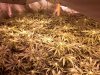 Strawberry Cough and Platinum Bubba Harvest 102.jpg